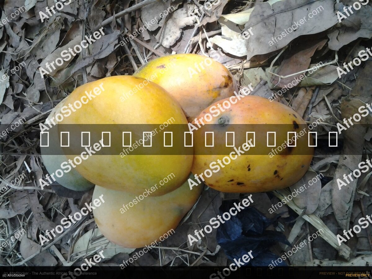 Mangoes Growing in Africa - AfroStocker