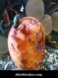 Mango with Insect, Natural Africa