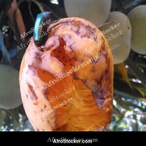 Mango with Insect, Natural Africa - AfroStocker