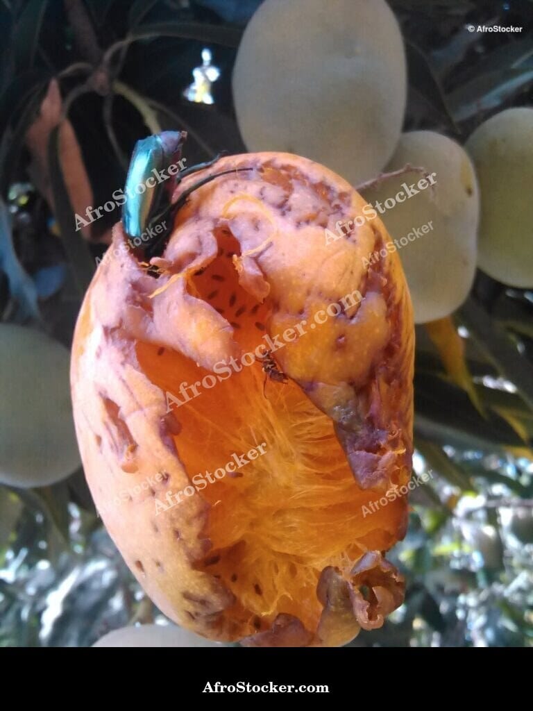 Mango with Insect, Natural Africa - AfroStocker
