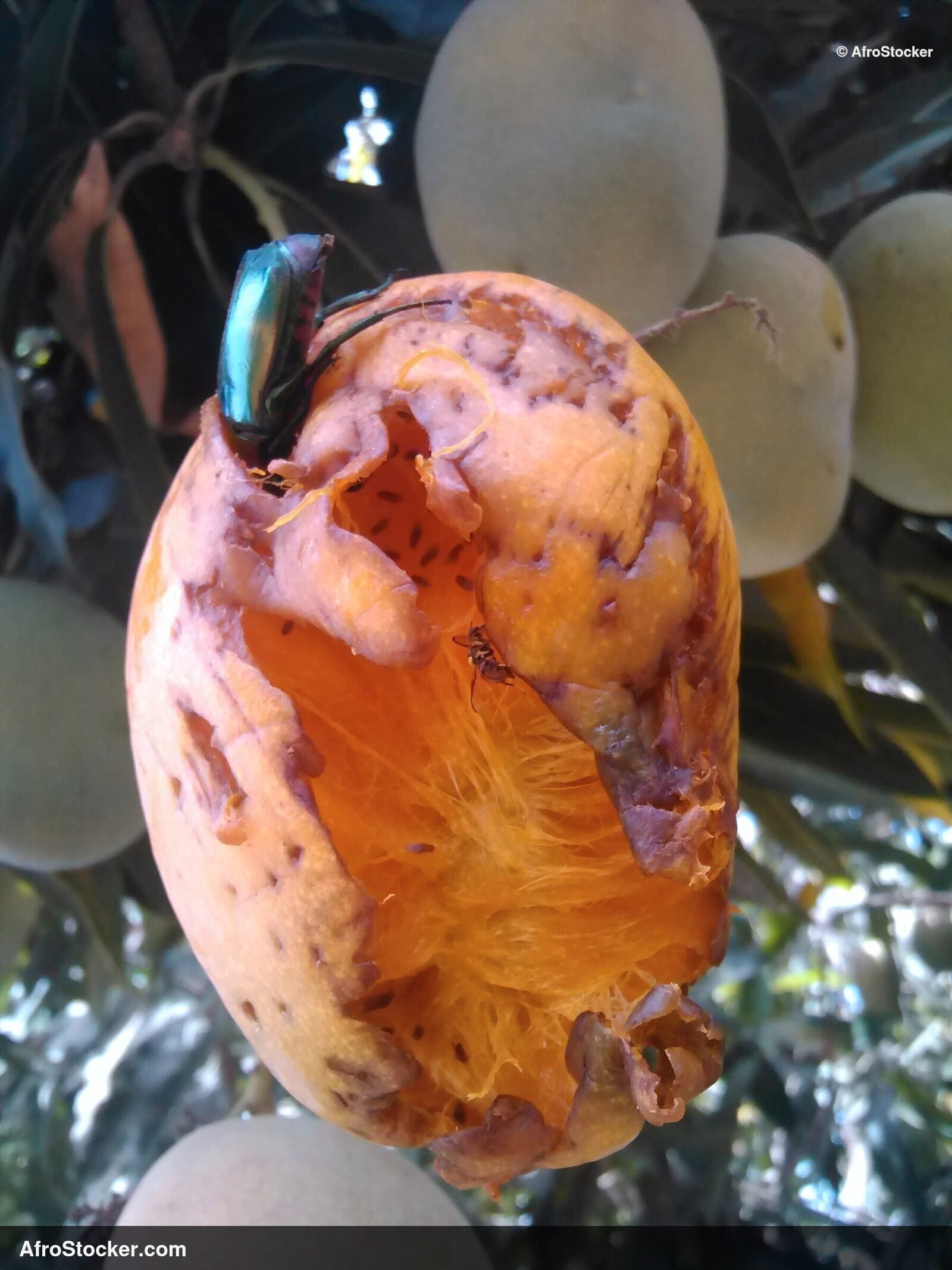 Mango with Insect, Natural Africa - AfroStocker