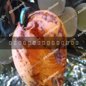 Mango with Insect, Natural Africa - AfroStocker