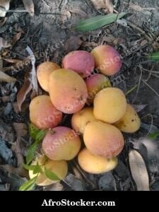 Fresh Mangoes, West Africa