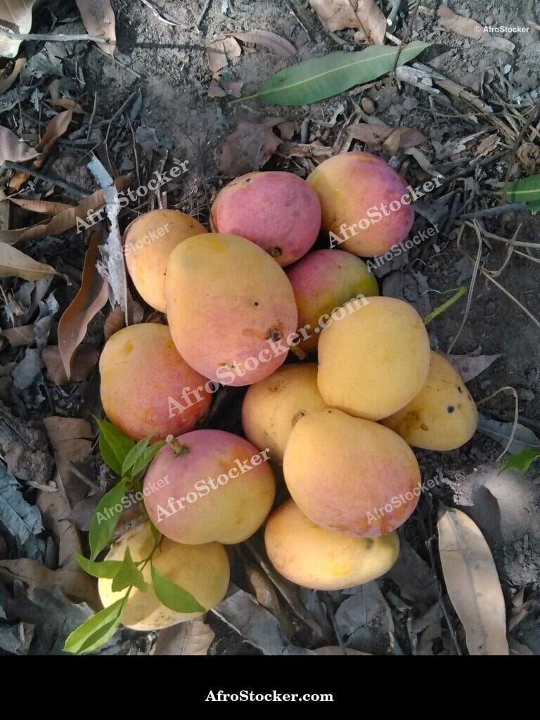 Fresh Mangoes, West Africa - AfroStocker