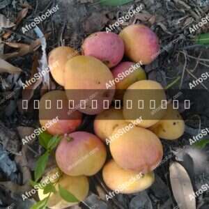 Fresh Mangoes, West Africa - AfroStocker