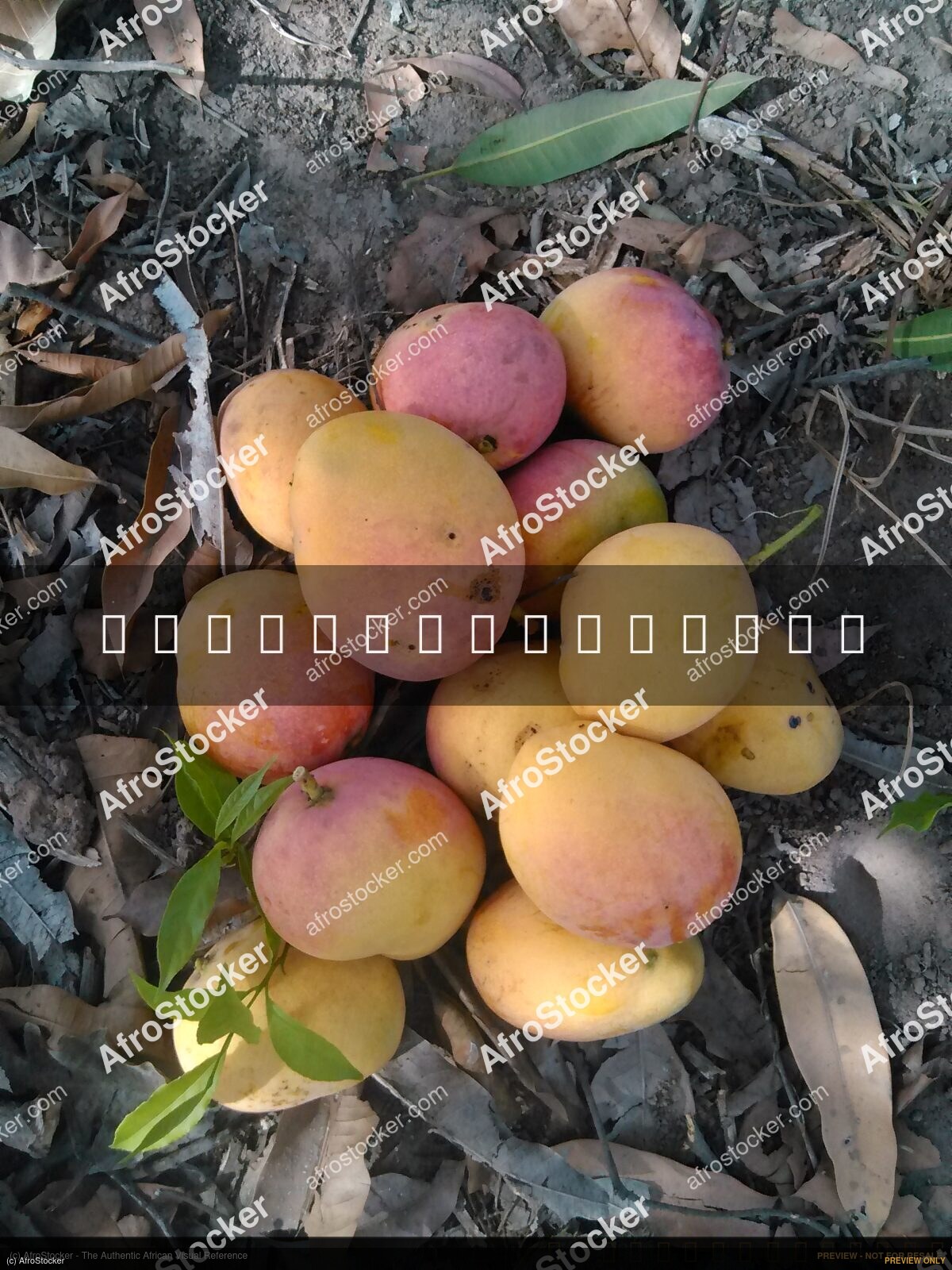 Fresh Mangoes, West Africa - AfroStocker