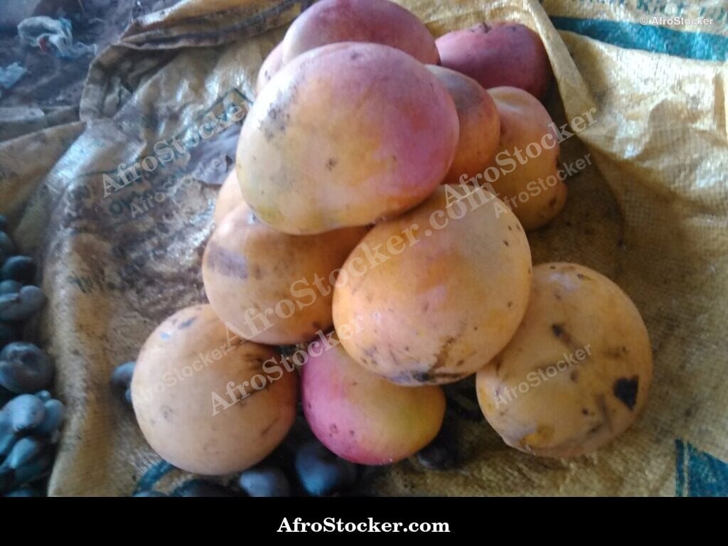 Mangoes Harvested in West African Village - AfroStocker