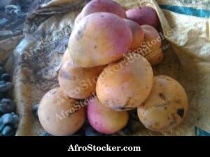 Mangoes Harvested in West African Village