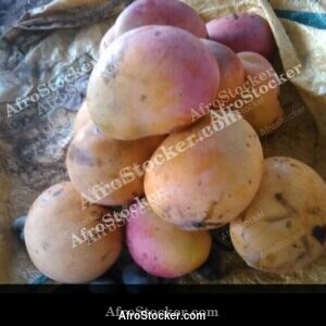 Mangoes Harvested in West African Village - AfroStocker