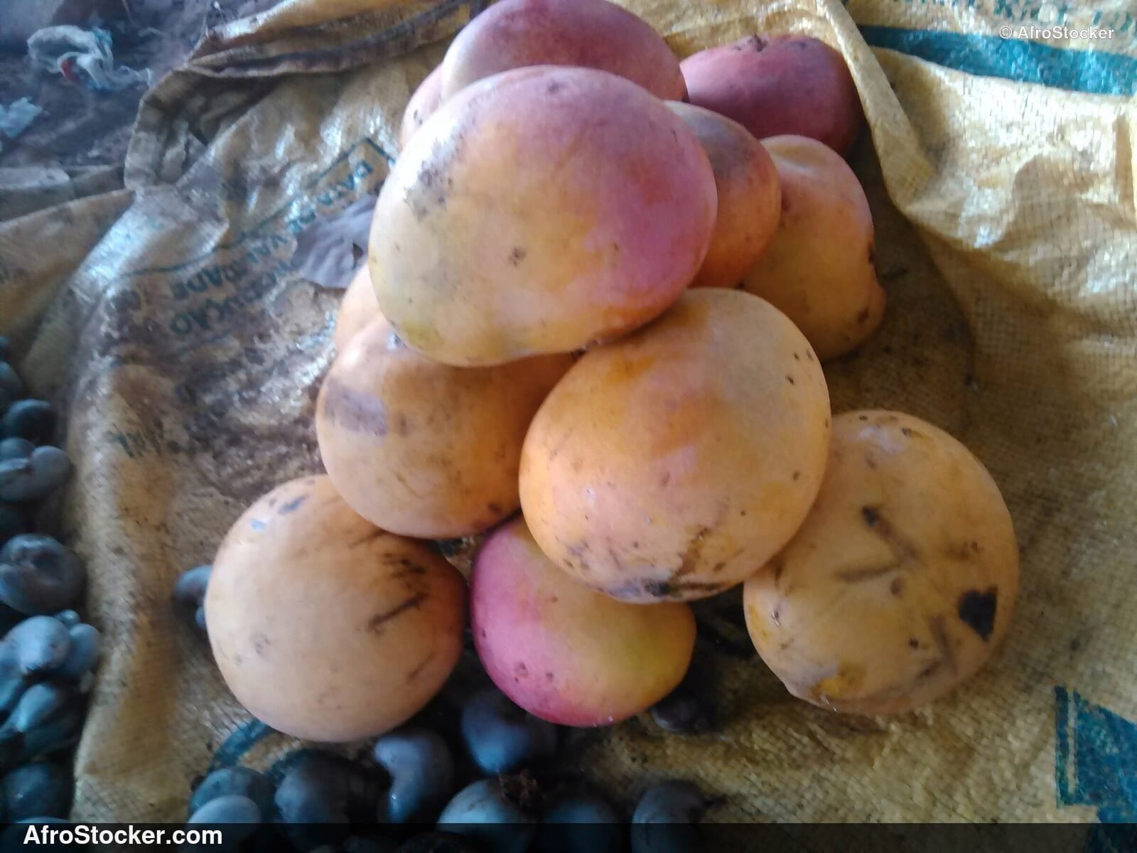 Mangoes Harvested in West African Village - AfroStocker