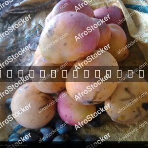 Mangoes Harvested in West African Village - AfroStocker