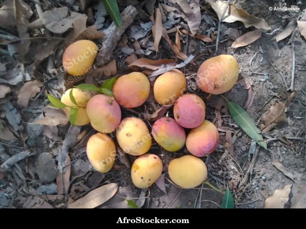 Mangoes in African Natural Setting - AfroStocker