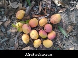 Mangoes in African Natural Setting