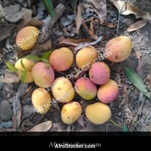 Mangoes in African Natural Setting - AfroStocker