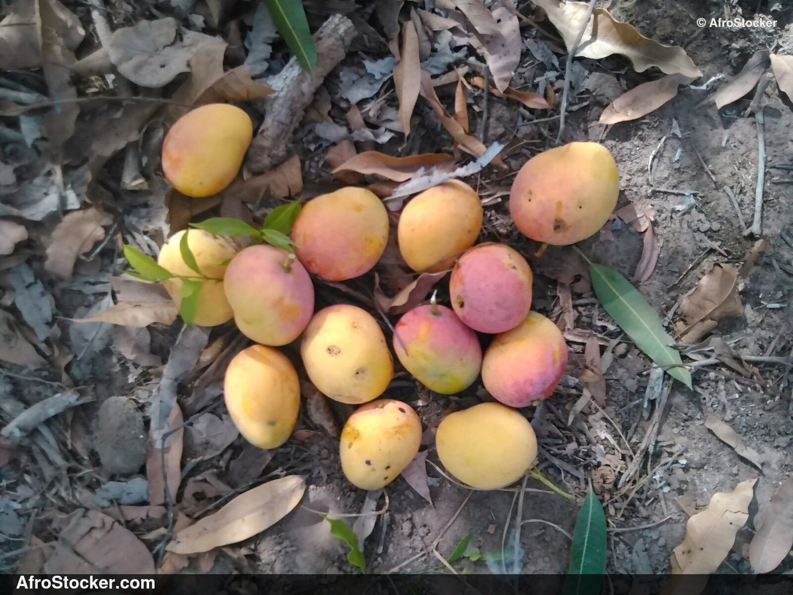 Mangoes in African Natural Setting - AfroStocker