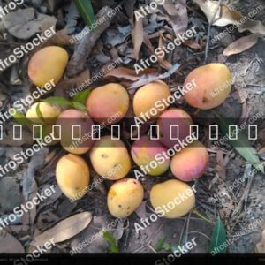 Mangoes in African Natural Setting - AfroStocker