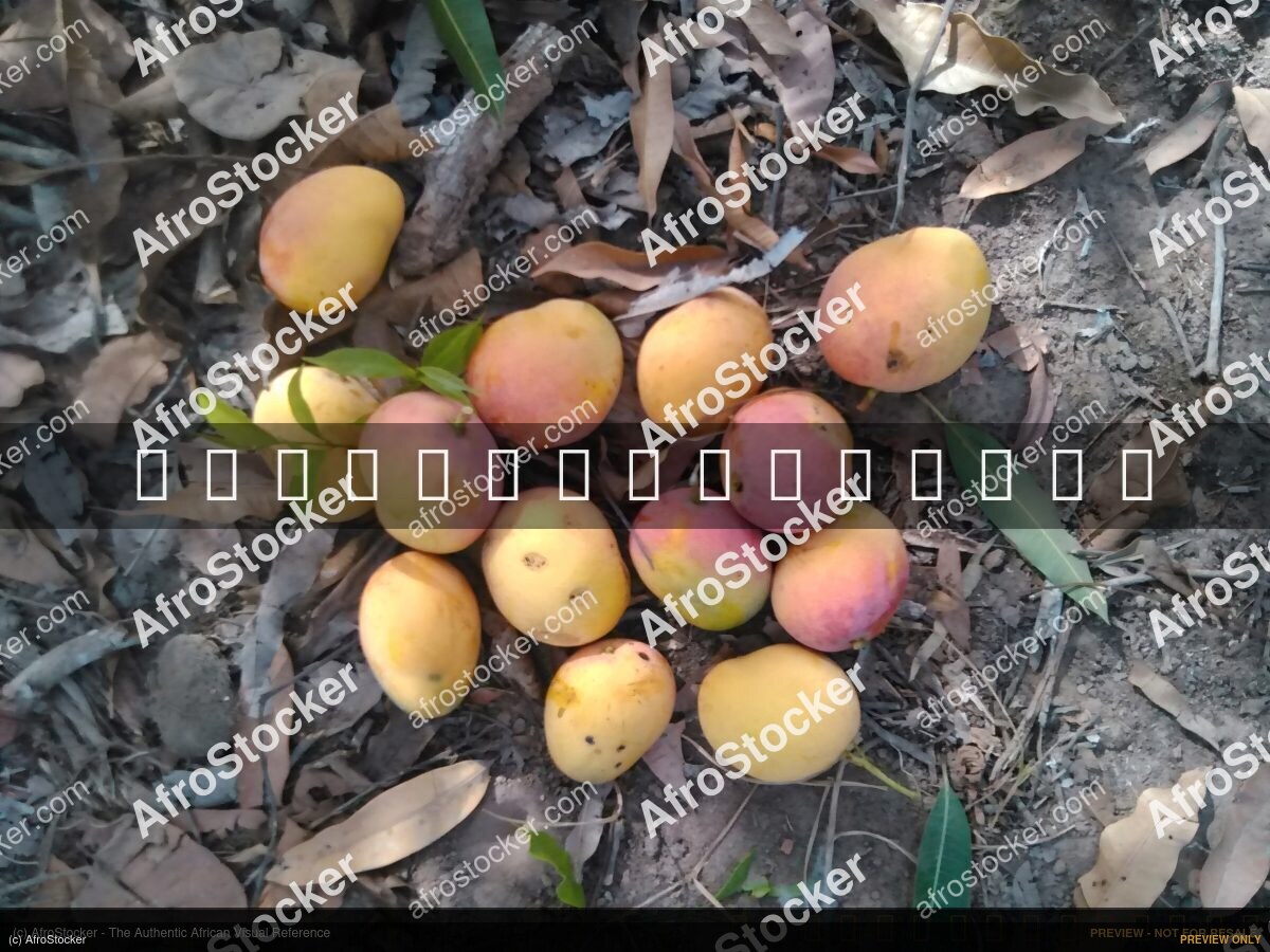 Mangoes in African Natural Setting - AfroStocker