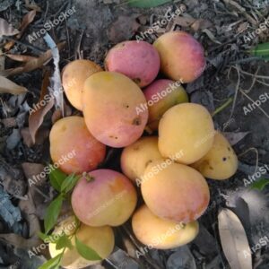 Fresh Mangoes in African Landscape - AfroStocker