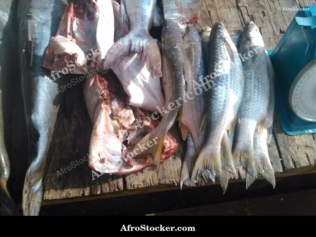 Fish Market, Authentic West African Scene
