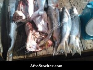 Fish Market, Authentic West African Scene