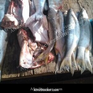 Fish Market, Authentic West African Scene