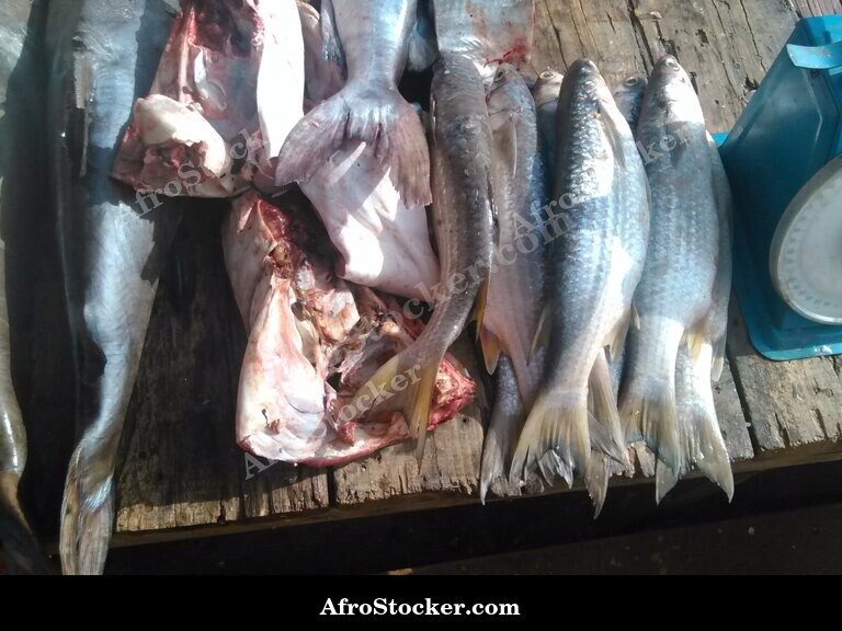 Fish Market, Authentic West African Scene