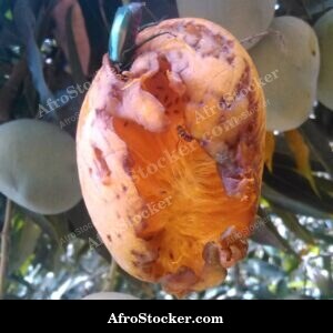 Multiple Mangoes Hanging from Branch, Africa