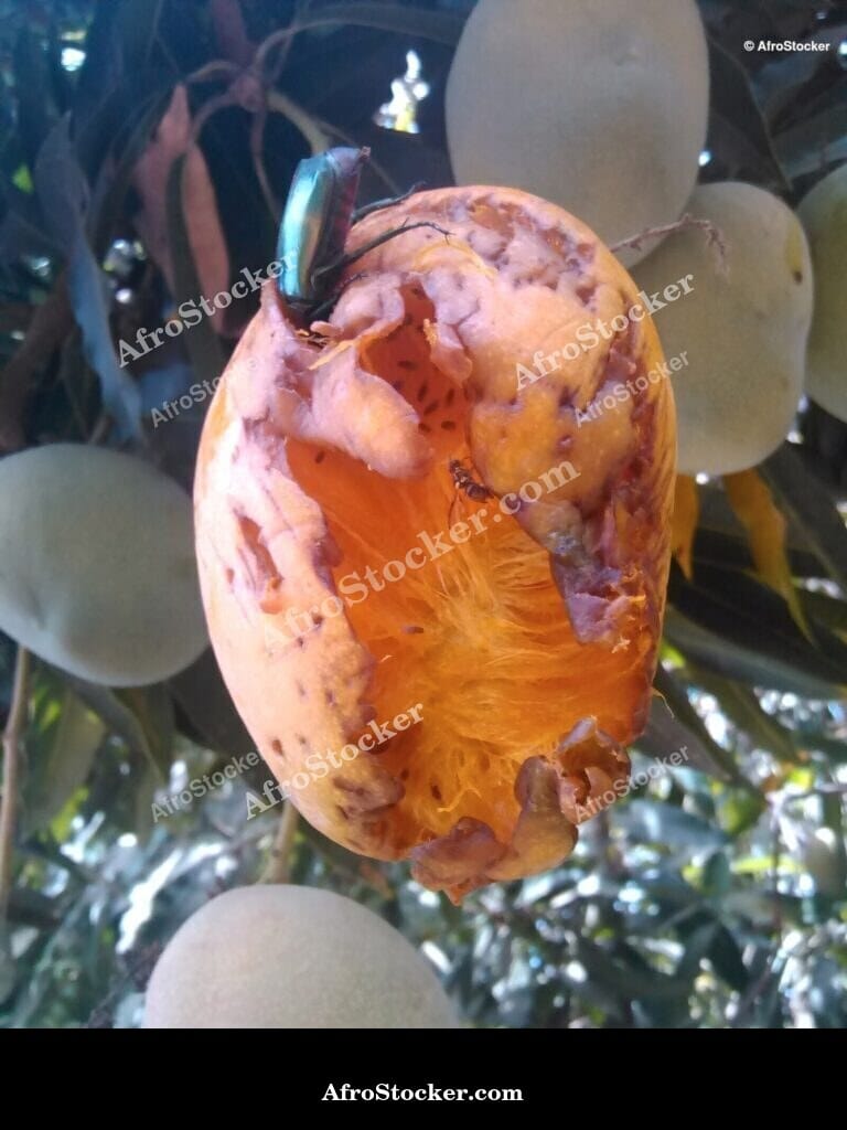 Multiple Mangoes Hanging from Branch, Africa