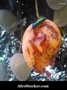 Mango on Tree with Insects, Wild Africa