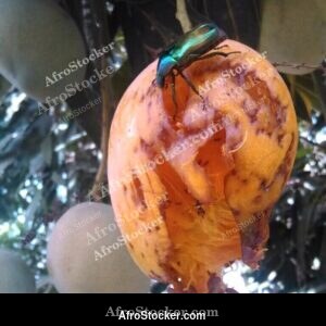 Mango on Tree with Insects, Wild Africa - AfroStocker