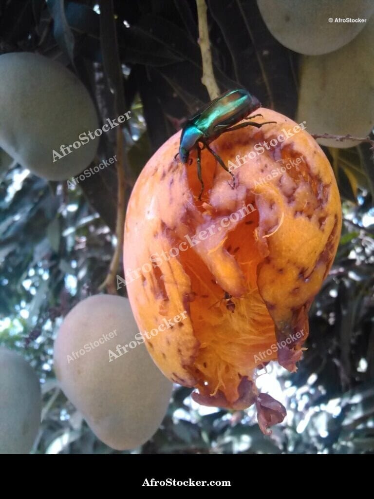 Mango on Tree with Insects, Wild Africa - AfroStocker