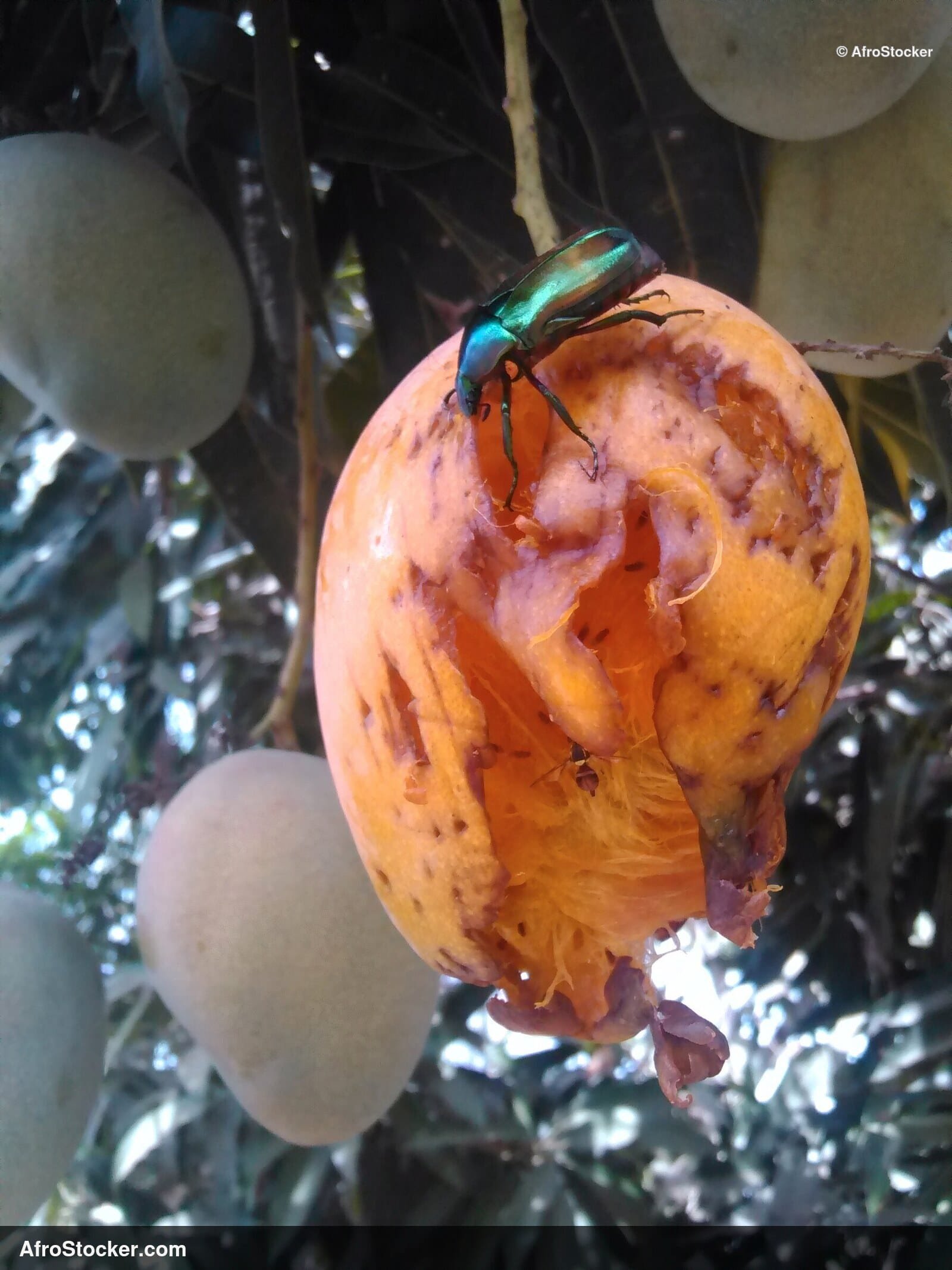 Mango on Tree with Insects, Wild Africa - AfroStocker