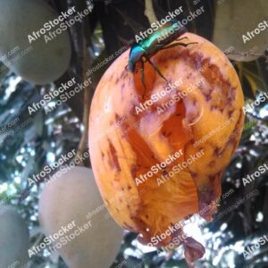 Mango on Tree with Insects, Wild Africa - AfroStocker