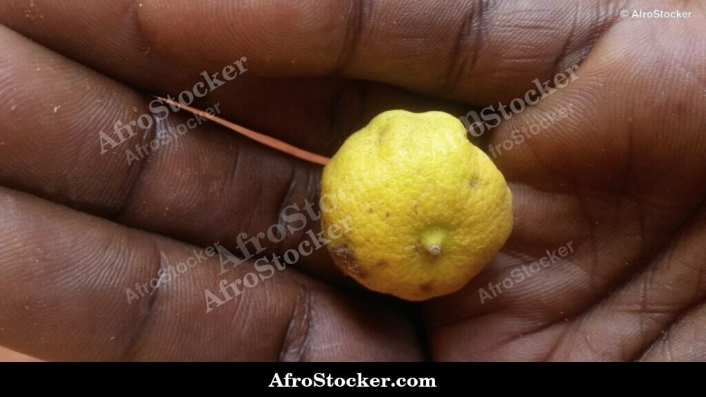 organic lemon harvest african orchard sustainable