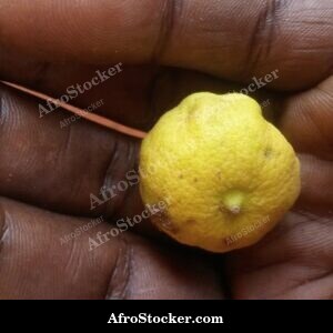 organic lemon harvest african orchard sustainable