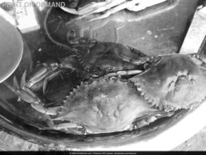 POD-Crabes Africains — Peche Artisanale Afrique POD Crabes Africains — Peche Artisanale Afrique