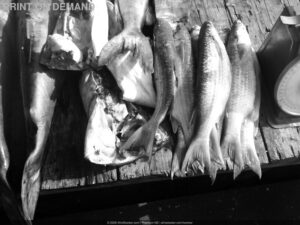 POD-Poissons Marche Africain — Commerce Traditionnel POD Poissons Marche Africain — Commerce Traditionnel