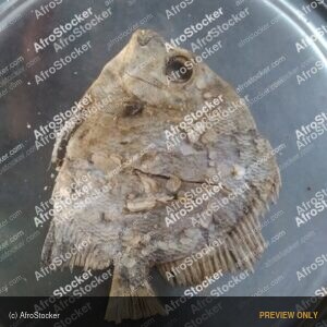 Dried Fish, Traditional African Preservation - AfroStocker