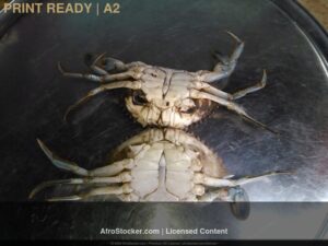 Print-Crabes Frais Afrique — Ressources Marines Print Crabes Frais Afrique — Ressources Marines