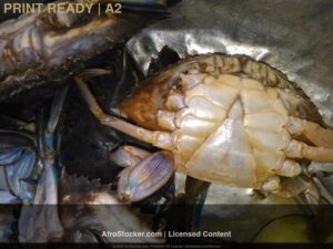 Print-Crabes Frais Afrique — Ressources Marines Print Crabes Frais Afrique — Ressources Marines