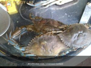 Print-Crabes Africains — Peche Artisanale Afrique Print Crabes Africains — Peche Artisanale Afrique