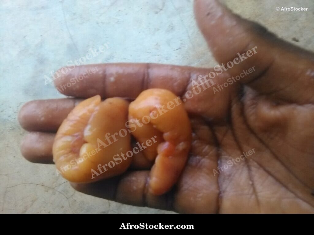 raw fish roe market west africa seafood