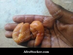 Raw Fish Roe at West African Market