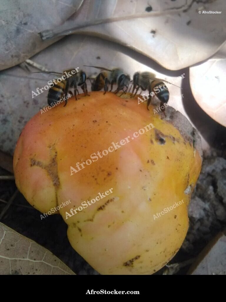 Cashew Harvest with Bees, Wild Africa - AfroStocker