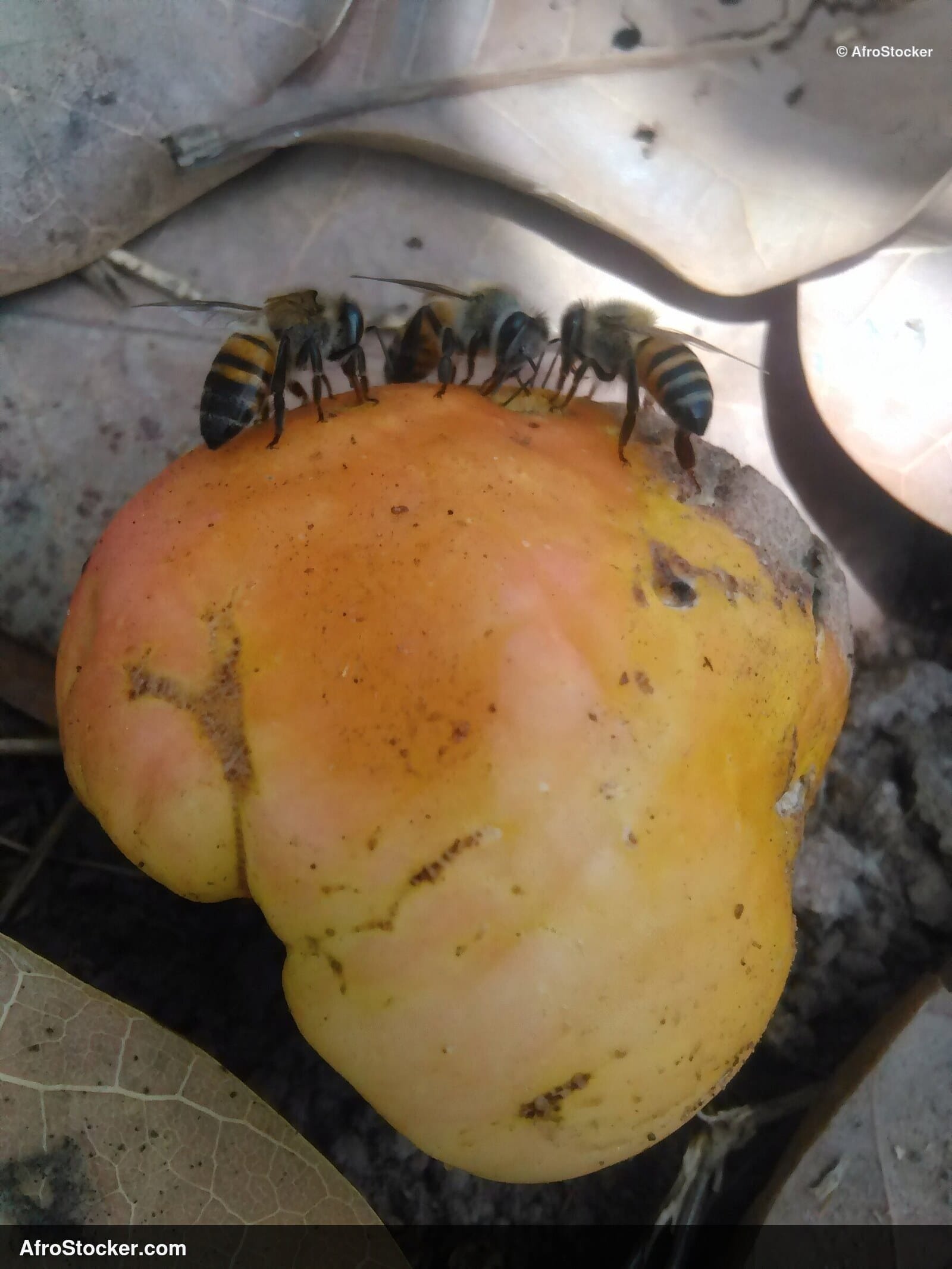 Cashew Harvest with Bees, Wild Africa - AfroStocker