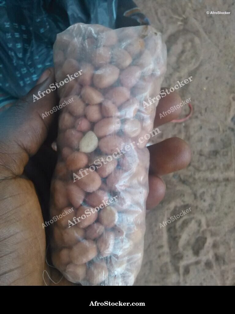 cashew apple nut ripe west africa