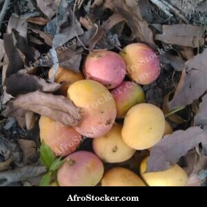 Ripe Mango Close-Up, Skin Texture