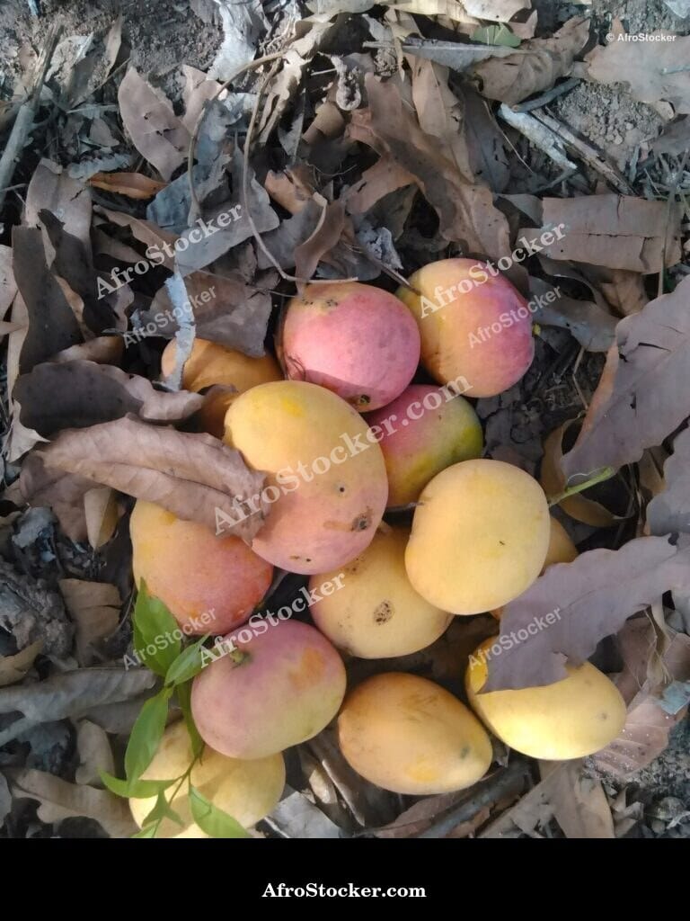 Ripe Mango Close-Up, Skin Texture