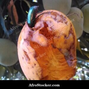 ripe mango tree branch africa fruit