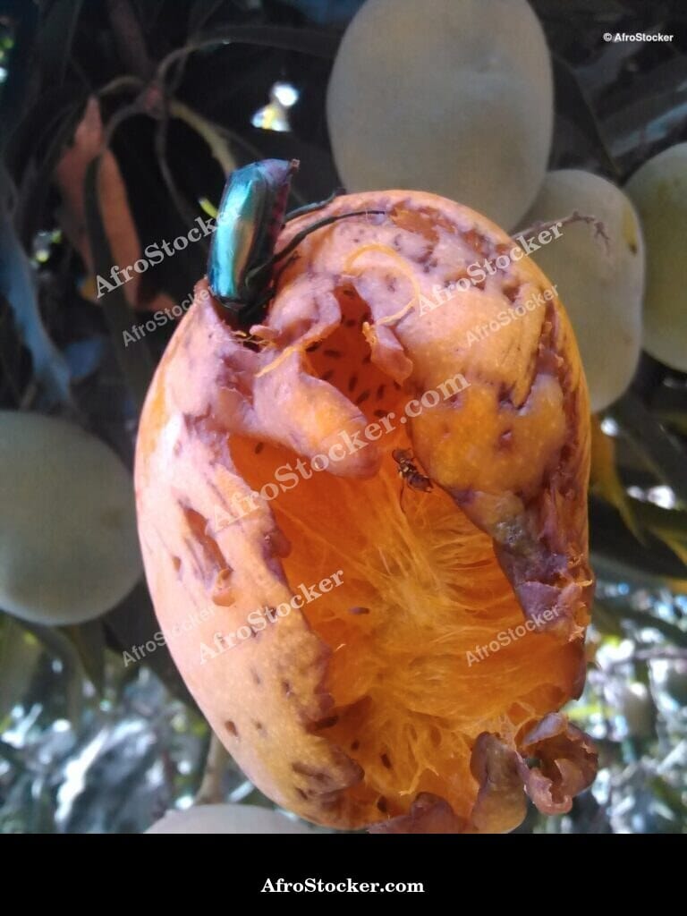 ripe mango tree branch africa fruit